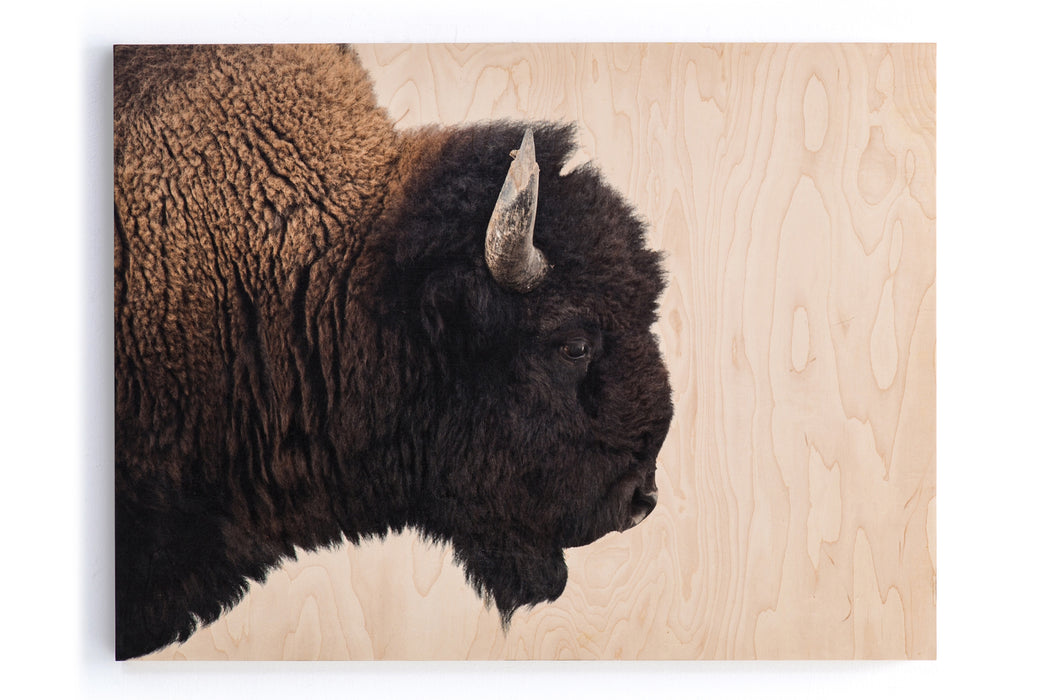 American Bison