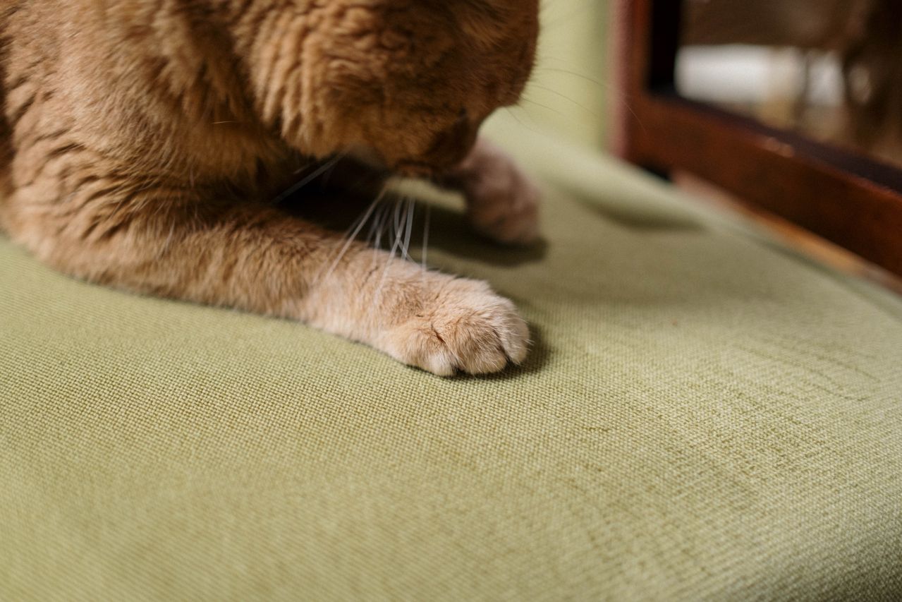 What Performance Fabric Specs Truly Resist Pet Claws and Stains?