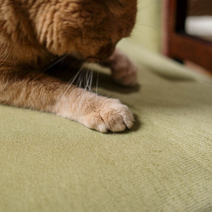 What Performance Fabric Specs Truly Resist Pet Claws and Stains?